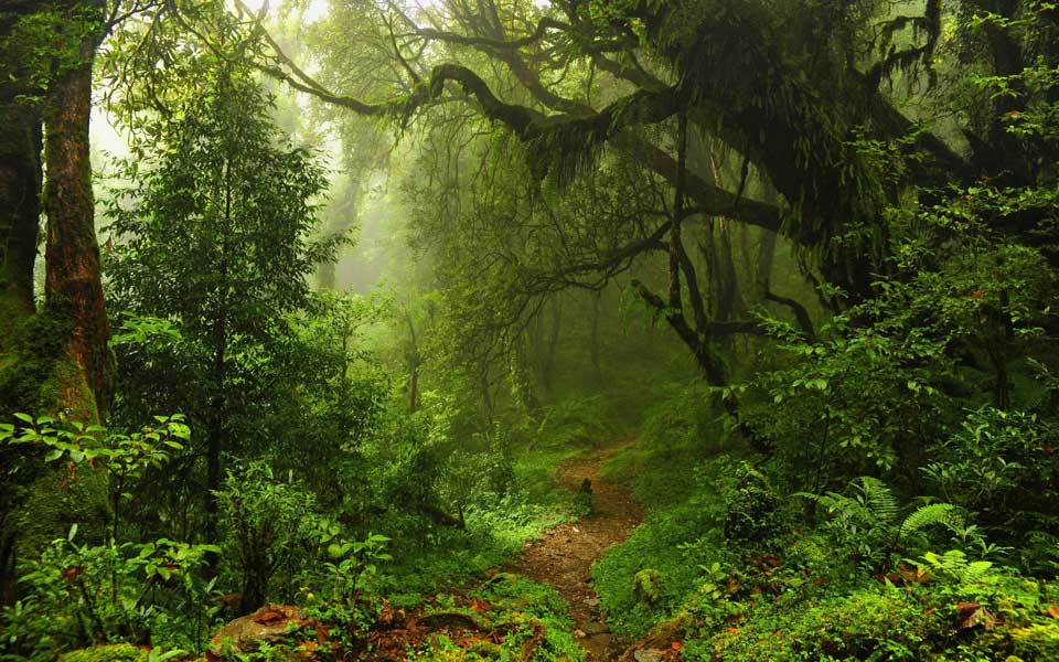 Urwald